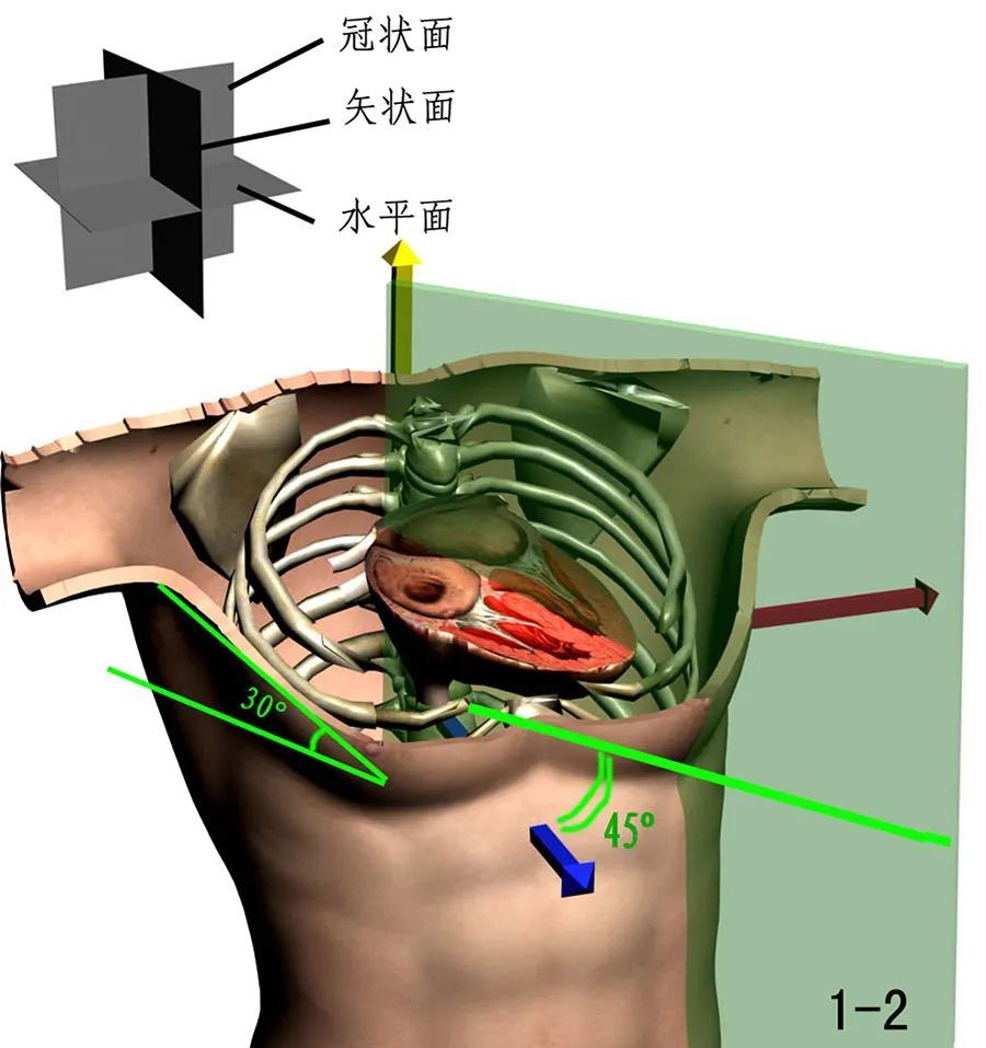 在双乳头连线的高度,通过与水平面呈30度角度向后上方切开胸腔,就得到