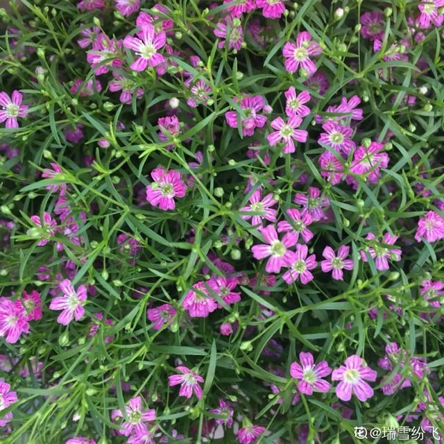 85.细叶雪茄花