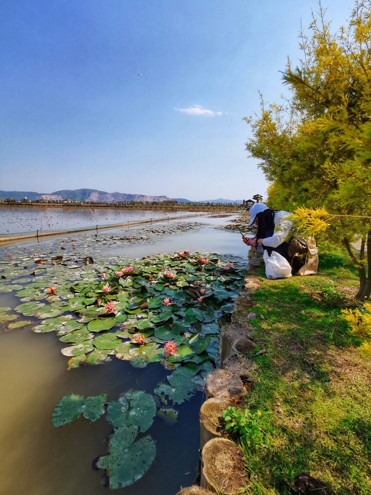 漩门湾湿地公园,水墨丹青天作成