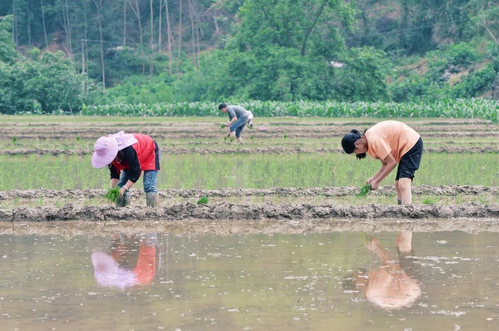 4月30日,农民在广西南丹县吾隘镇的稻田里插秧.