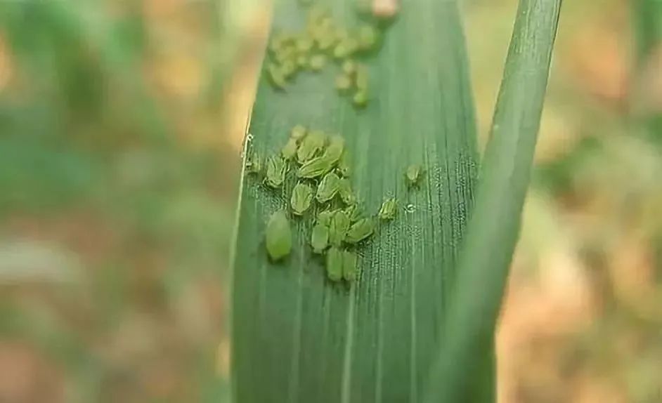 蚜虫在直接危害小麦的同时,还传播小麦病毒病,其中以传播小麦黄矮病