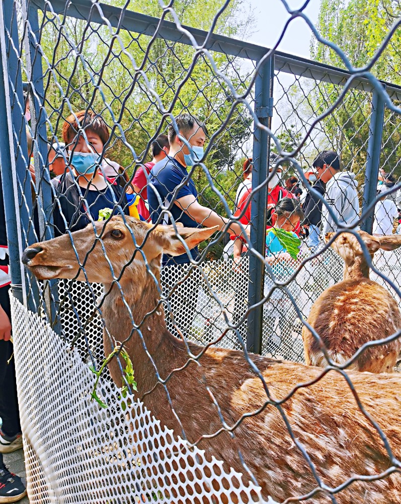 春天花开,带你走进沈阳免费的动物乐园,长白岛森林公园