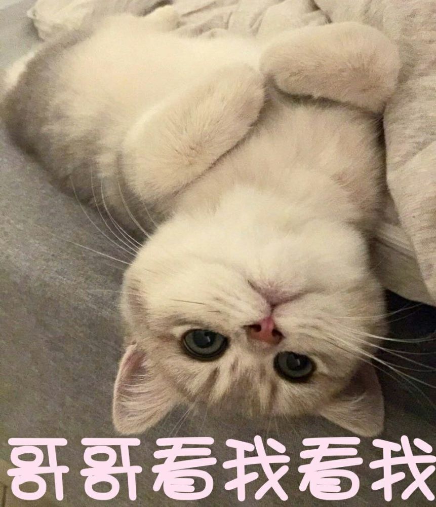 表情包,恋爱,情话,撩人,爱情