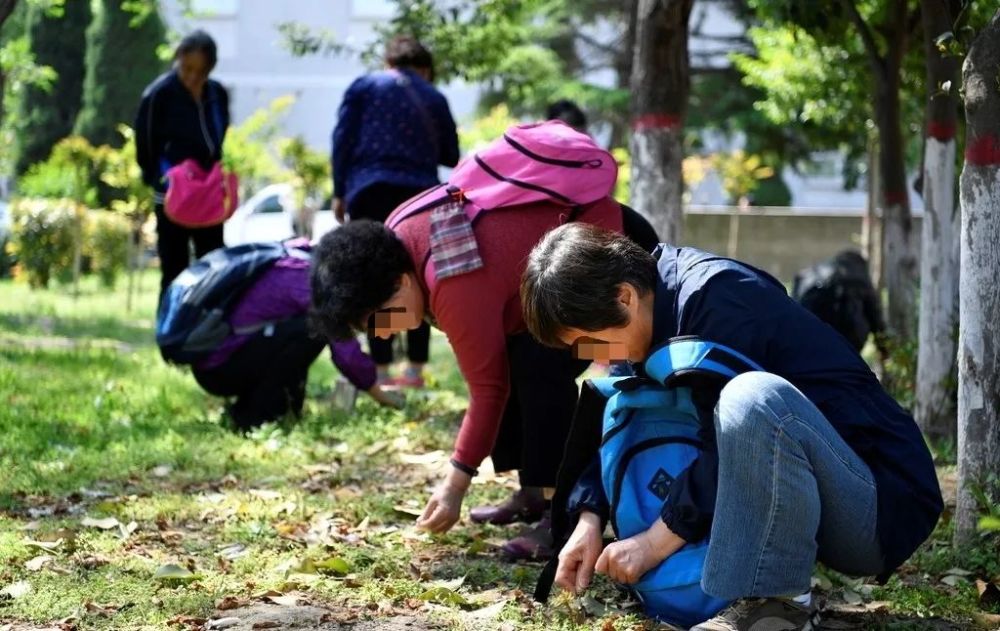 挖野菜一定榜上有名!