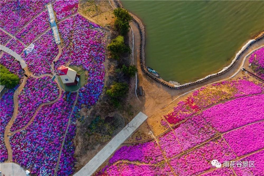 唐山"花海之王"不负众望