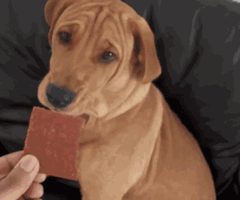 被狗子震惊的一天:坐个电瓶车都能晕车?