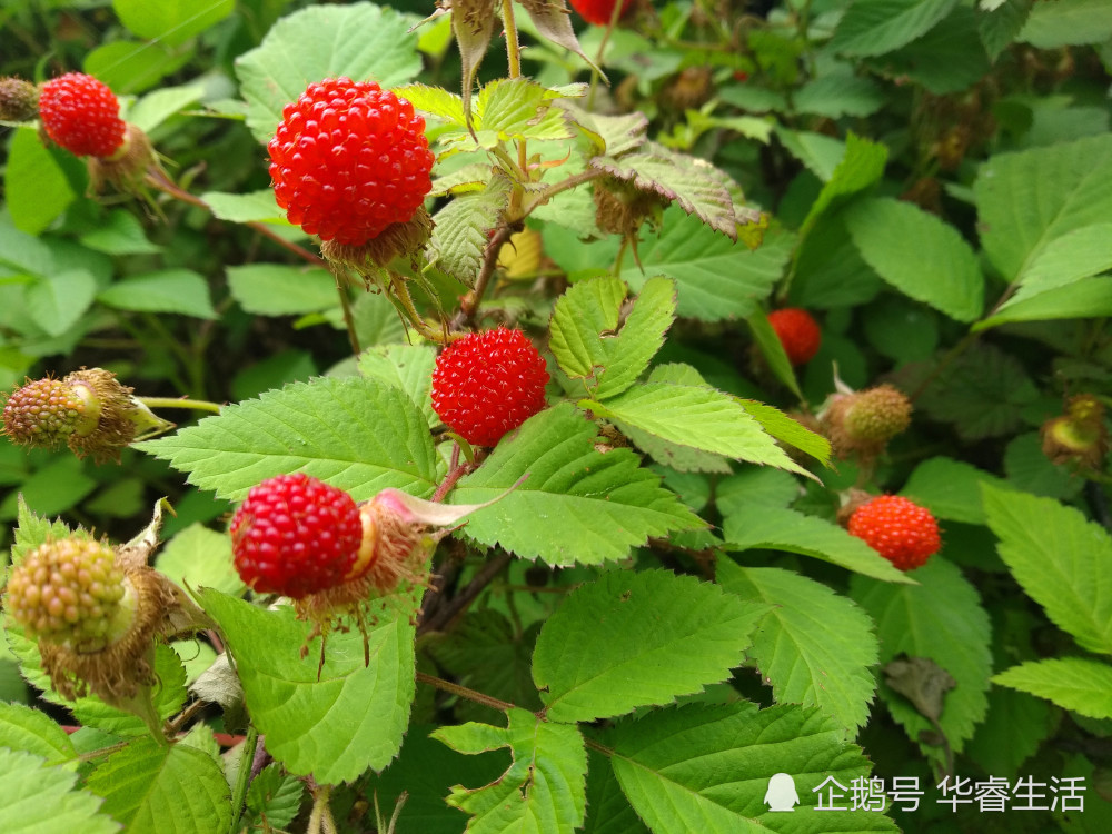 野草莓,萢子,农村,美味