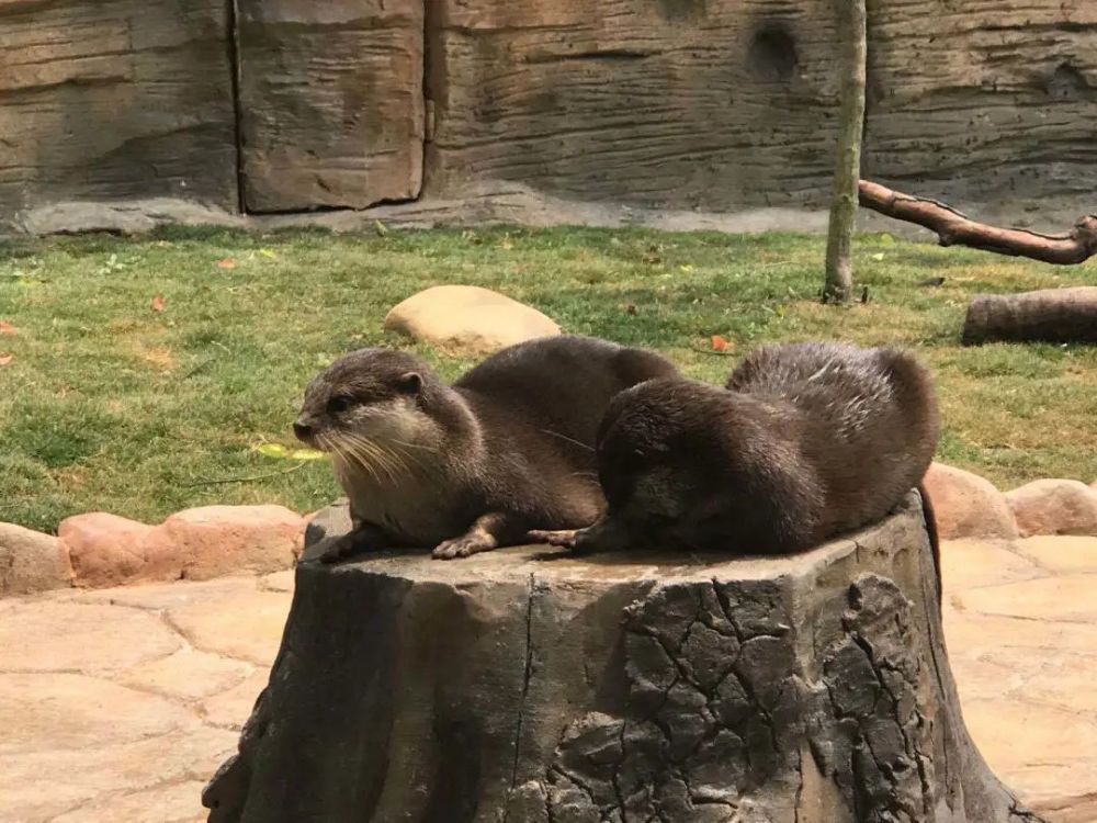 上海野生动物园来了新