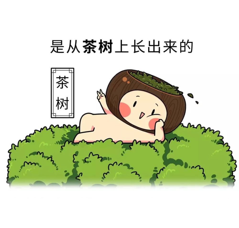 神奇的东方树叶——茶文化的起源