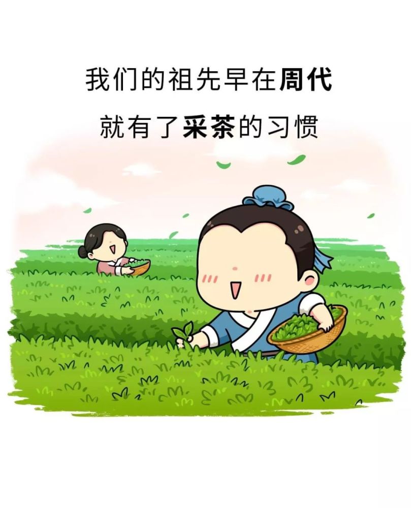 神奇的东方树叶——茶文化的起源