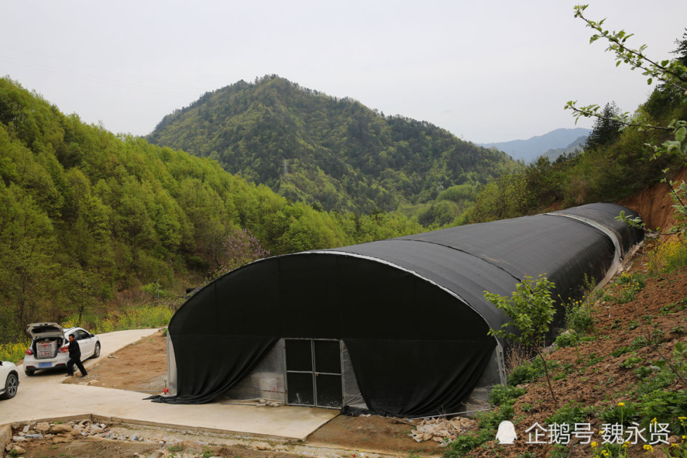 70后贫困户秦岭大山里种香菇,大棚免费用,香菇不愁销