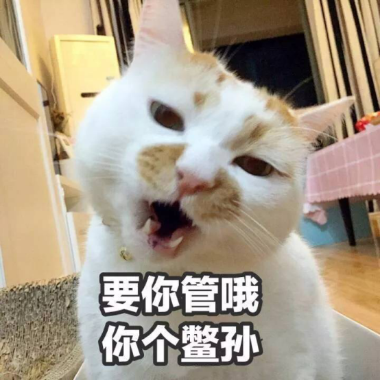 猫咪不止会说一些和人类意思相近的语言,其实有的时候还会说脏话.