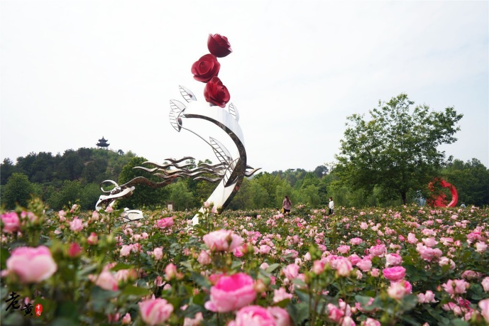 疫情后的黄陂旅游,木兰玫瑰园百花齐放待客来,玩的是极致浪漫