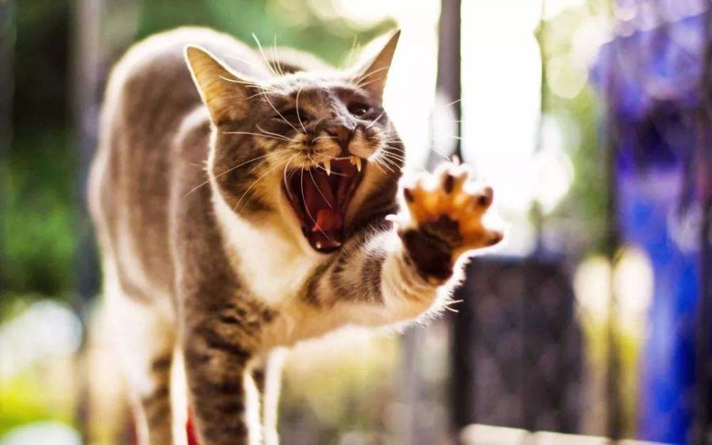 为什么猫咪打架总喜欢扇耳光,真实原因很无语,你家猫咪这样吗?