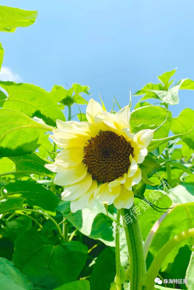 超罕见白色,黑色向日葵!8千㎡花海!就藏在珠海市区!