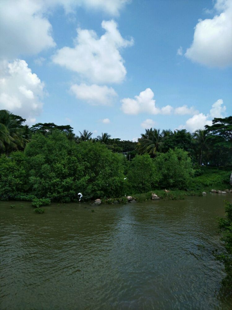 深圳红树林沿途风景