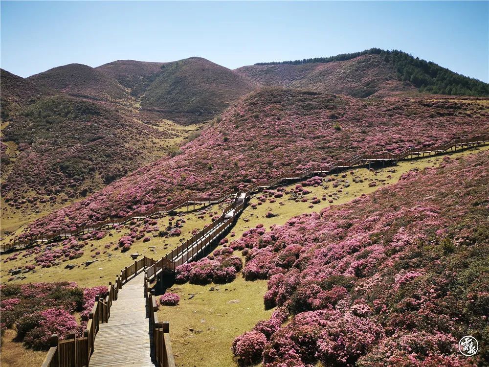 云南,轿子山,蓝花楹,团团,艺术节,自驾游,慢生活,文旅,弥勒,彝族