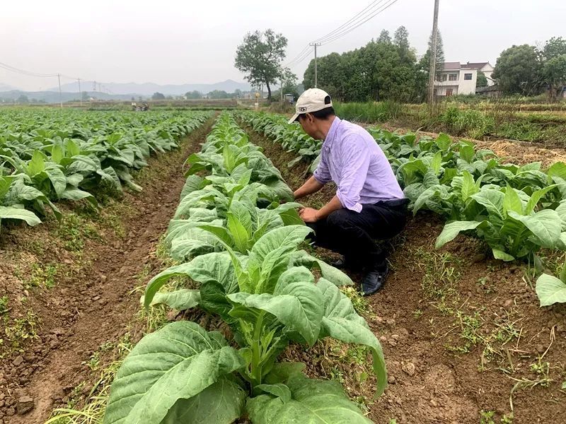 望着长势良好的烟草,他乐呵呵地告诉记者:"以前在家里种了1亩3分田