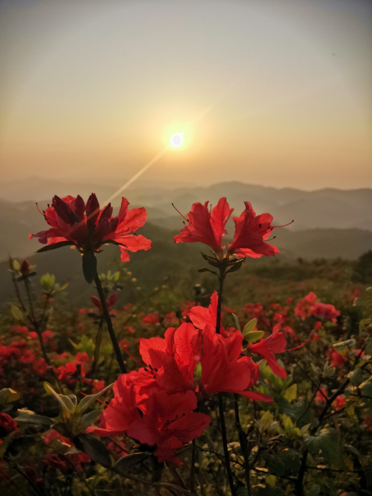 花垣梳子山映山红 花红正当时