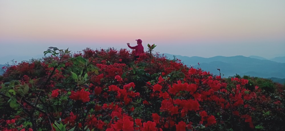 花垣梳子山映山红 花红正当时