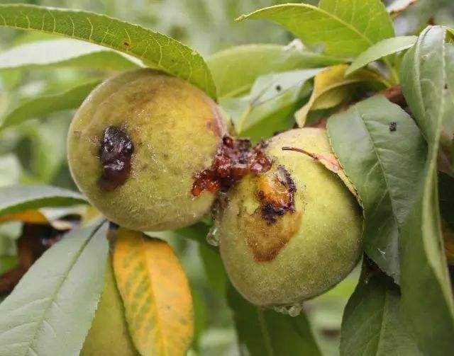 桃树的病虫害及其防治