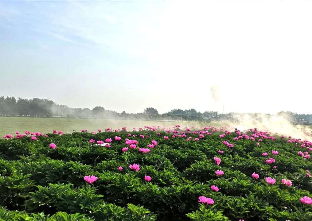 芍药,牡丹花,花卉,华佗,群心村,铜陵