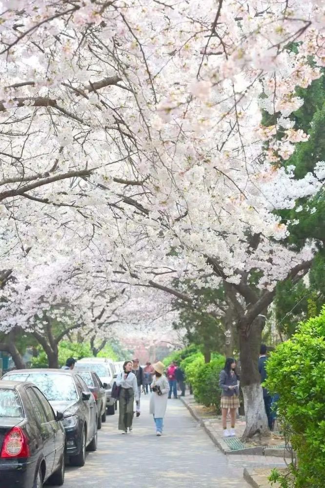 樱花,盛景,青岛,中山公园,樱花小镇,景区