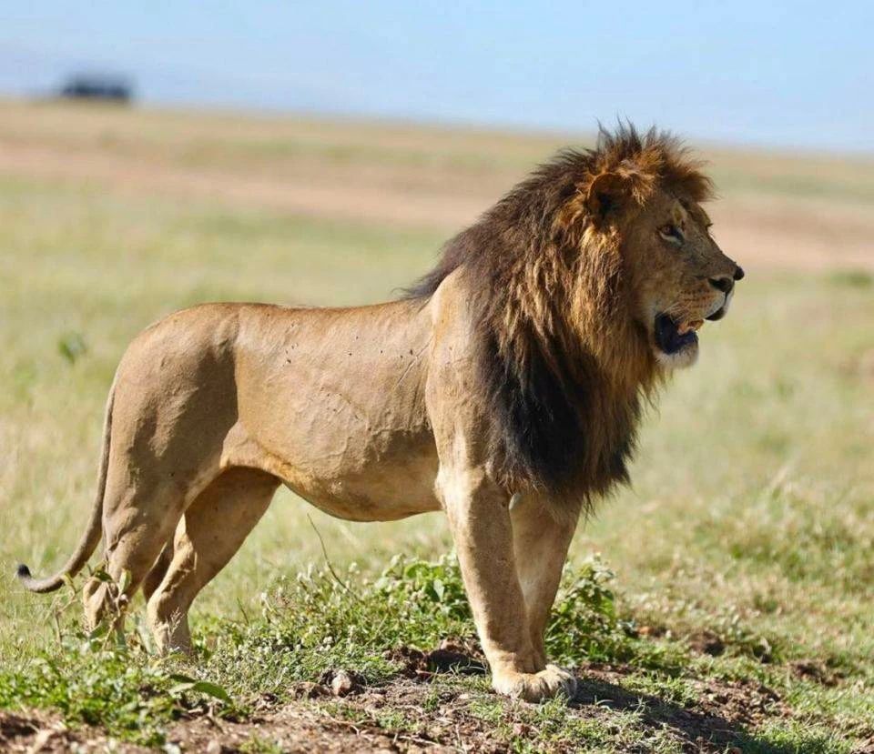 东非狮,现在被认为属于南非亚支 现代狮的分化:四次隔离,三次扩张