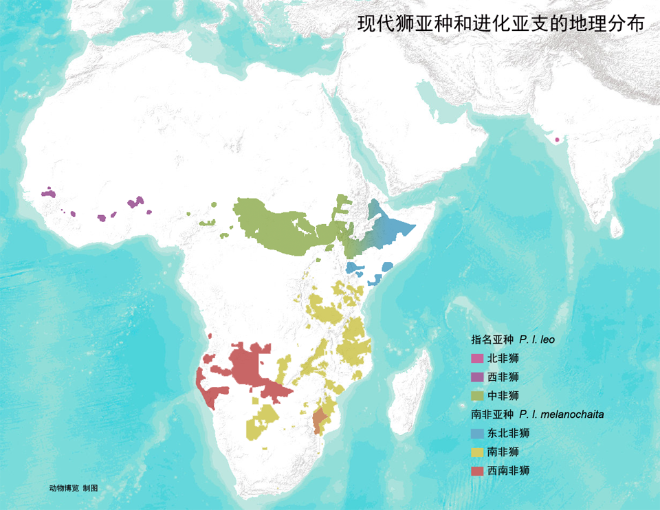 狮子亚种和进化亚支的分布图