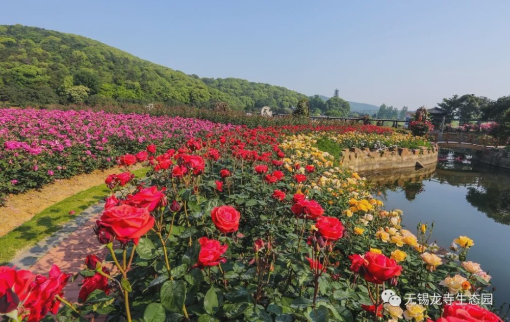 无锡龙寺生态园十万株月季玫瑰花开成海,煞是壮观娇艳