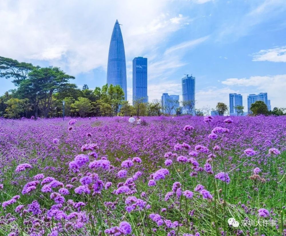 没错,就是深圳湾公园 万平紫色花海迎来盛花期 在这春末夏初的时节