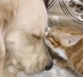 金毛,猫咪,大金毛,橘猫,狗狗