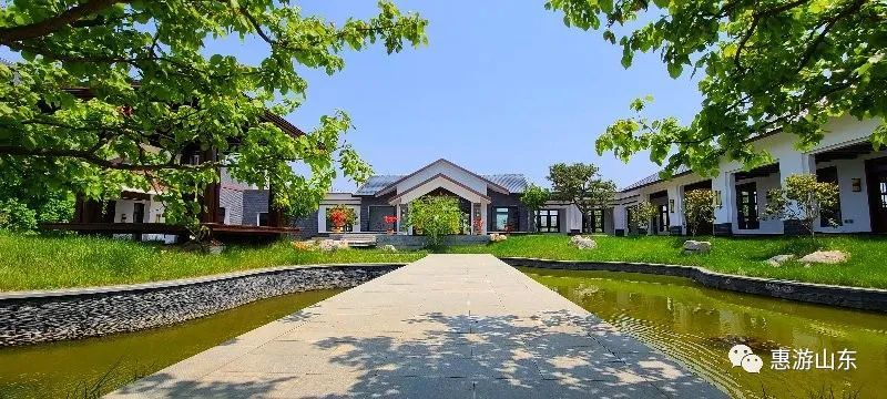 山东新泰有个良心谷,万亩茶园,香飘万里