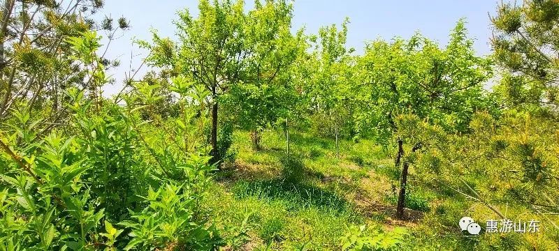 山东新泰有个良心谷,万亩茶园,香飘万里