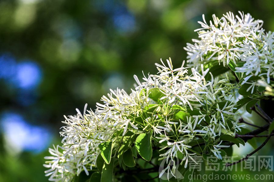 如雪压树丝丝如玉 流苏树开花风姿绰约清丽宜人