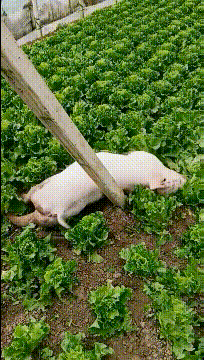 哐当……变形失败