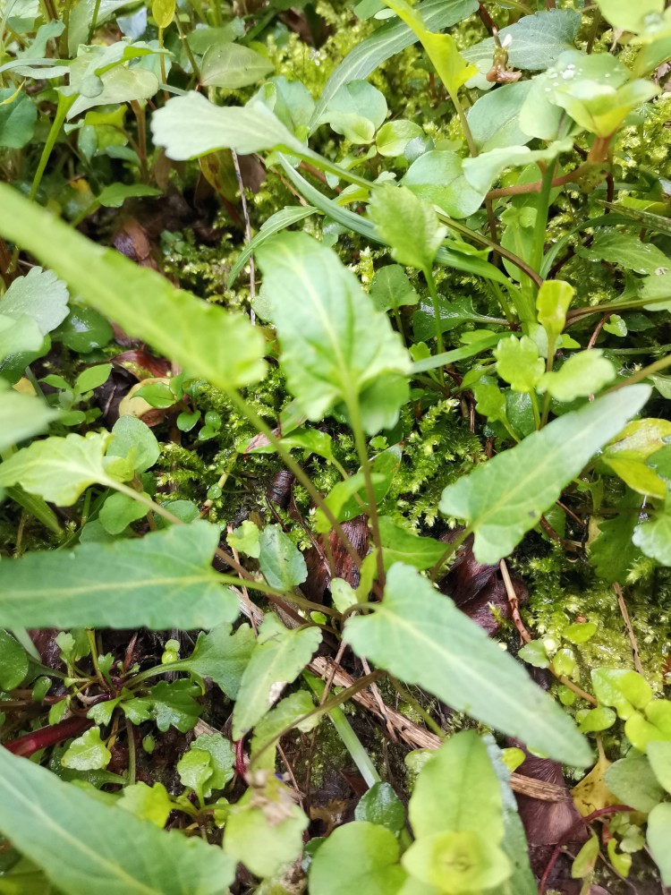 紫花地丁开的花是紫色的,其梗如同铁钉一样笔直地插入泥土里,因而得