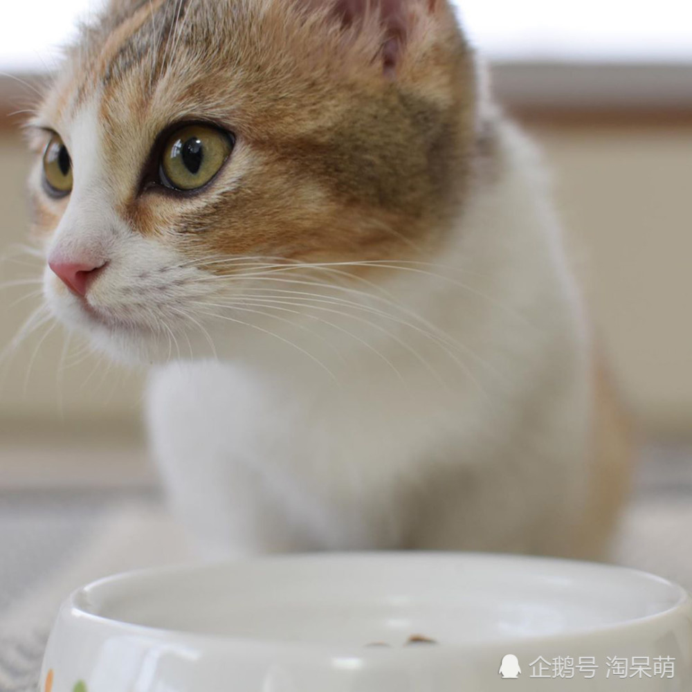 三花猫,田园猫,猫咪,喵星人,小可爱