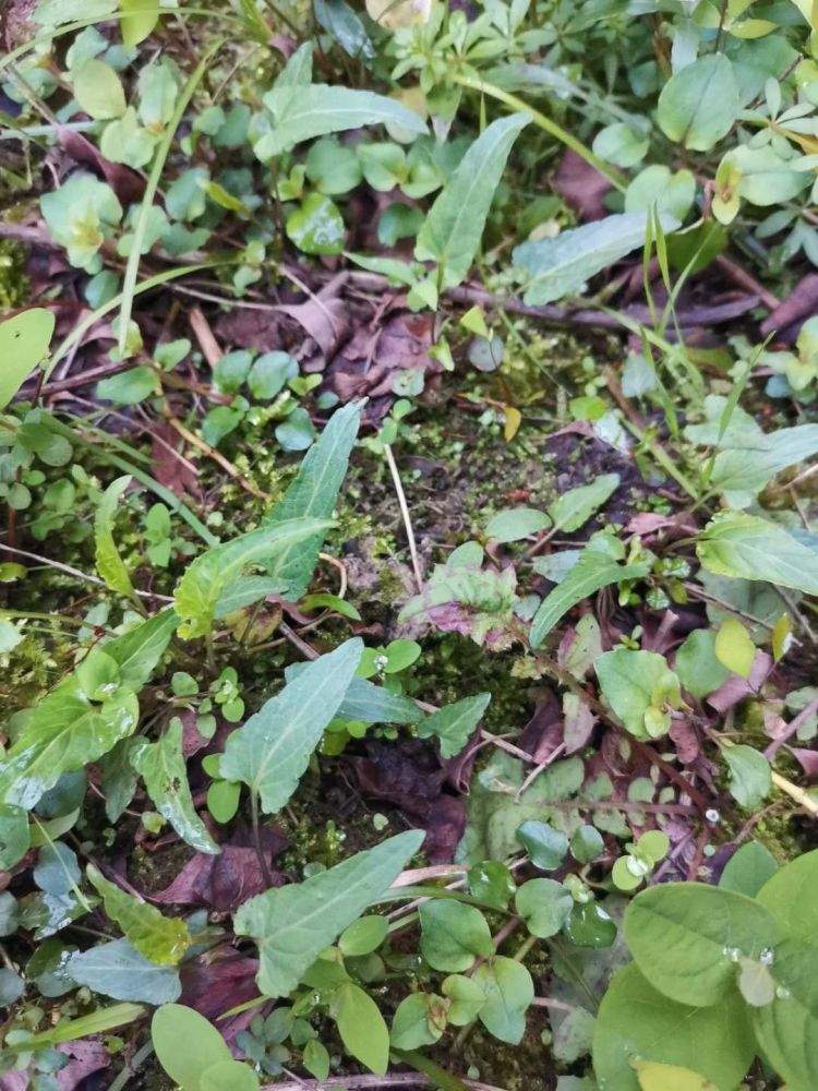 峨眉山野生药材系列——铁骨铮铮的紫花地丁