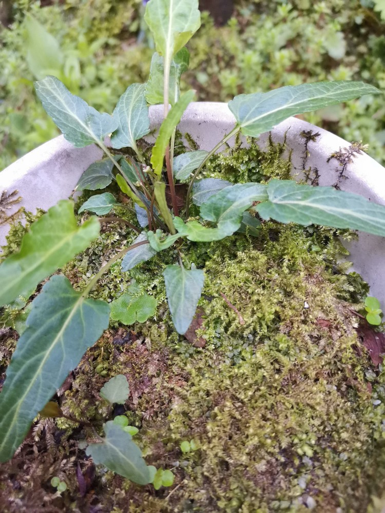 峨眉山野生药材系列——铁骨铮铮的紫花地丁