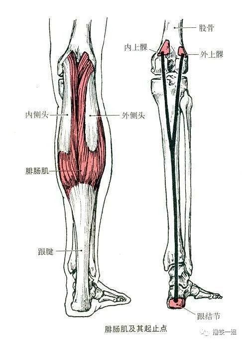 骨骼在最底层,再往上一层是肌肉和肌腱.