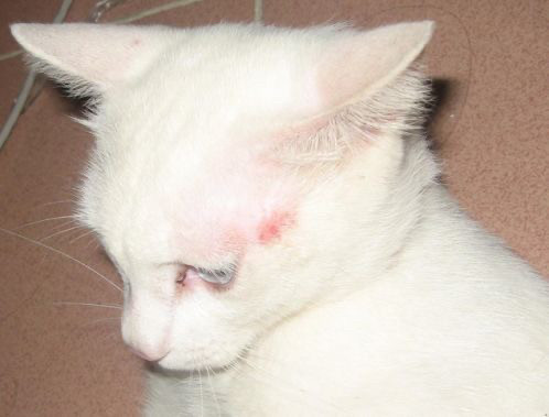 平时不注意这些细节 很容易导致你的猫咪患上猫藓 看点快报