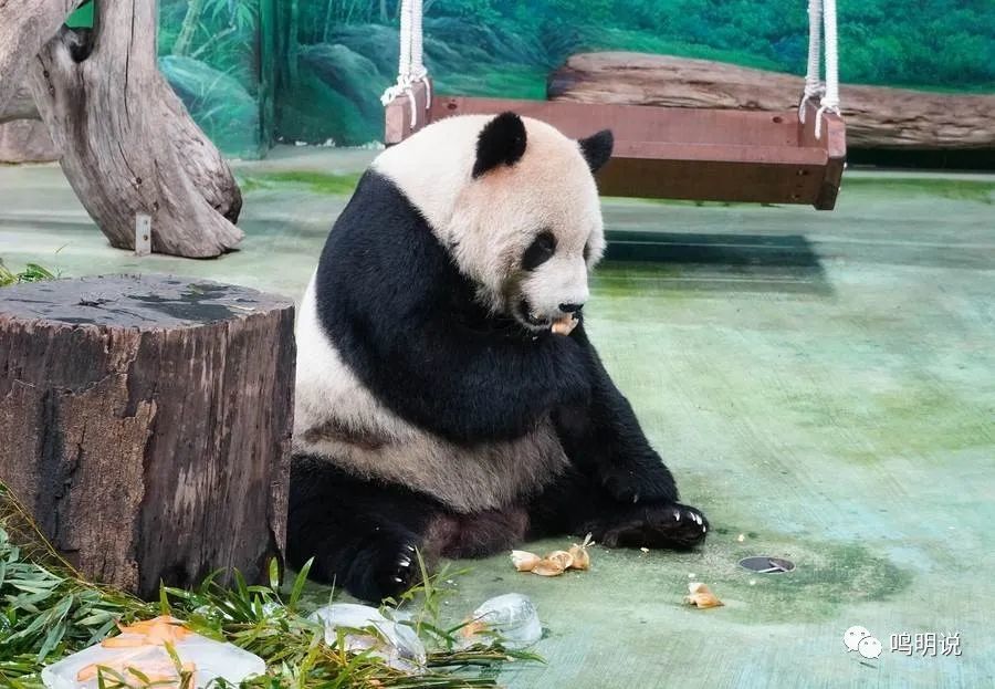 大熊猫家族,护牙,换假牙,全世界第一只戴钛合金牙套的