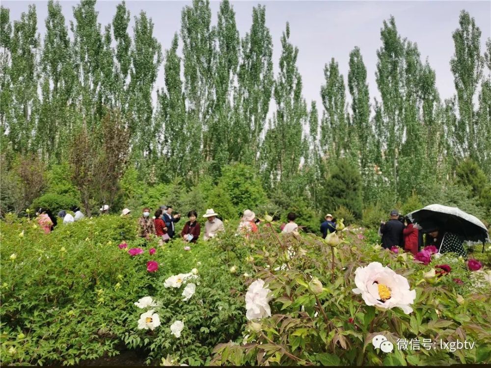 山川景色美如花 到处是牡丹花 临夏牡丹秀绝 艳了河州 芬芳了