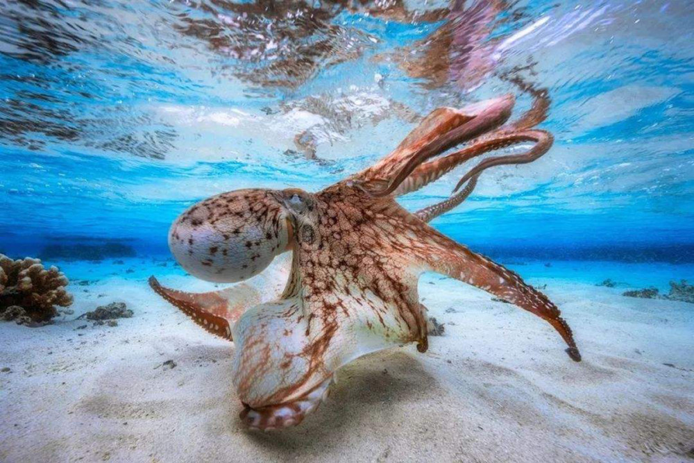 号称海洋中灵长目动物,章鱼有多聪明?几亿年前和人类有共同祖先