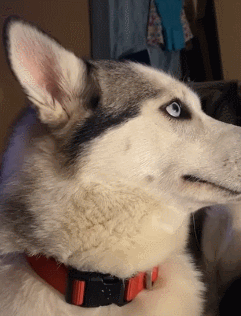 萌宠,狗狗,新手养狗,训狗,哈士奇