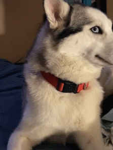 萌宠,狗狗,新手养狗,训狗,哈士奇