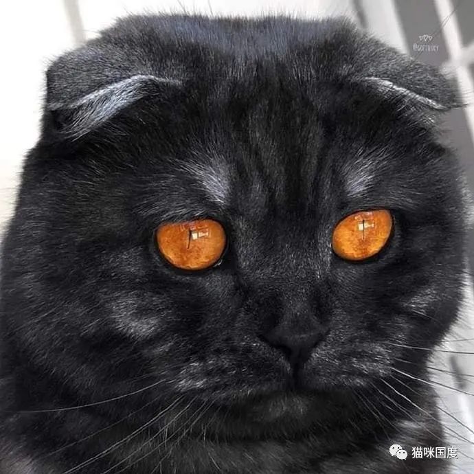 铲屎官家的猫咪,眼睛颜色好特别,第一次见. 这是琥珀色吗?