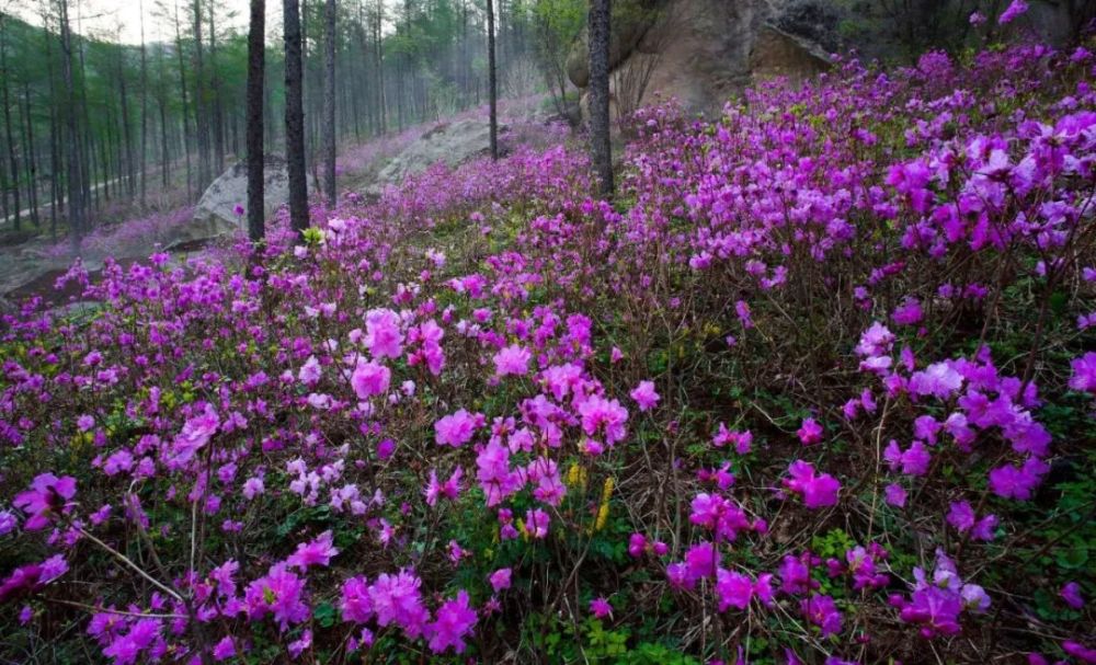 本溪老边沟:怡情花海花开正艳等你来