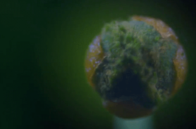 2的绝美纪录片:你未曾踏入的森林,里面藏着神话